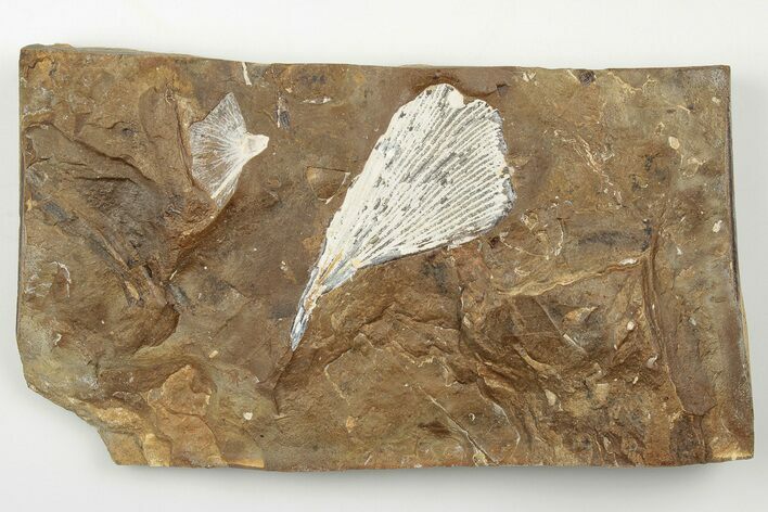 Fossil Ginkgo Leaf From North Dakota - Paleocene #198410